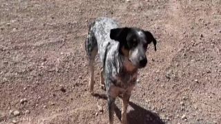 Sparksgowild Fucking And Sucking In The Windy Desert forest sex vedio